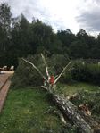 Trädfällning, Stubbfräsning