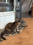Kattungar 13 veckor