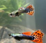 Guppy - blå och orange 