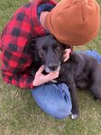 Jättesnäll hund söker hem! 6-årig tik 