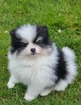 Bedårande pomeranian valp