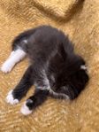 kattunge