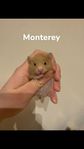 Guldhamster med stamtavla 