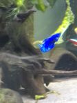 Betta kampfisk