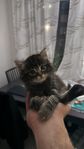 Kattungar: Ragdoll/Norsk Skogskatt/Maine Coon blandning