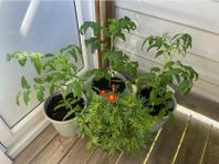 Jättefina tomatplantor