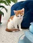 kattunge