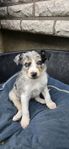 Bordercollie blandningar 