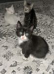 kattungar 