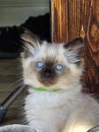 Ragdoll/birma hane 