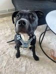 amstaff/bully 