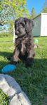 multigeneration labradoodle 