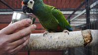 Grönkindad Conure och Dvärgara