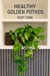Snygg pothos till salu