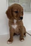 Korthåriga Multigen Labradoodle Mini/ Medium (Mini Labrador