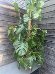Stor Monstera ca 180+cm