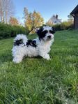 Bichon havanais valp Skk stamtavla