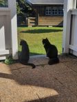 Två rumsrena katter söker nytt hem.