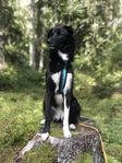 Omplacering hund