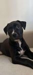 Amstaff/pitbull 