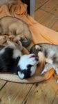 Siberian husky valp