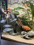 akvariefisk