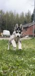 Renrasig Siberian husky valp leveransklar!
