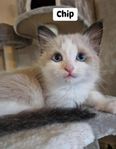Ragdoll kattungar