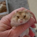Campbells dvärghamstrar och guldhamster