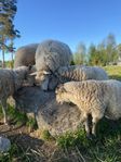 får 