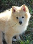 Mittelspitz / Tysk spets 