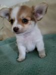 chihuahua/jack russel valp