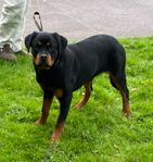Rottweiler tik 