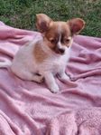 tik chihuahua blanding valp.