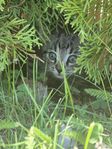 3 lekfull kattungar
