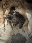 ragdoll/maine coon
