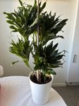 en palm/ dracena