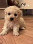 Bichon Frisé-valpar Hund