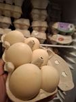 Ankägg