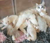 Ragdollkattungar med stamtavla