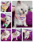 Bedårande renrasiga Ragdoll-kattungar