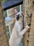 Peterbald 