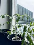 tomat plantor 