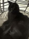 katt 