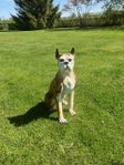 Boxer Hund Porslin