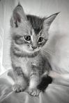 Kattungar till salu - Main Coon/Norsk Skogkatt