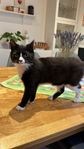 Katten (Honan)7månader +utrustning