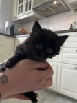 4 kattungar 