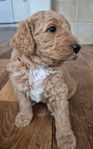 doubledoodle 