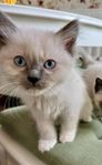 Ragdoll/birma kattungar säljes (endast 2 kvar)